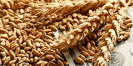 俄罗斯小麦聚焦：上周俄罗斯小麦出口价格保持稳定