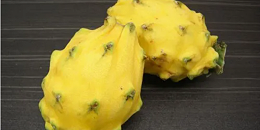 首批7吨厄瓜多尔麒麟果正式启程发往中国