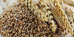 SovEcon将2023/24年度俄罗斯小麦出口预期调高150万吨