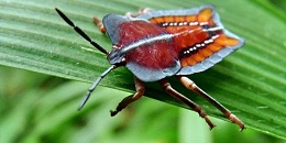 Albaugh在巴西推出杀虫剂Afiado（啶虫脒+联苯菊酯） 有效防治大豆椿象