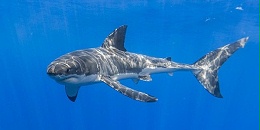 巴西亚马孙最大市场发现濒危鲨鱼出售 鱼翅被销往海外