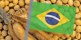 全球油籽市场：阿根廷大豆产量下调，美国买入巴西大豆