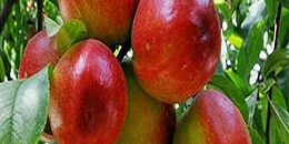 智利油桃、西梅99%出口中国，明年可实现桃杏全面准入