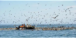 秘鲁鱼粉产量若无法增长，行业或将进行更多整合