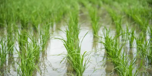 微信截图_20221216090936