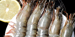 越南主要加工虾生产省加紧签订订单实现10亿美元出口额