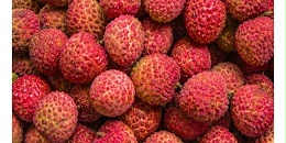 越南力争将荔枝销往世界各大市场