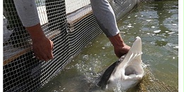 俄罗斯远东渔业出口额大幅增长，政府将上调海产品税率