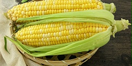 缅甸玉米半年出口150多万吨