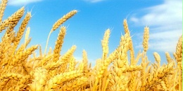 6月份英国小麦出口量接近10万吨，环比降低37%