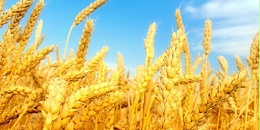 媒体：埃及签署购买23.5万吨俄罗斯小麦的合同