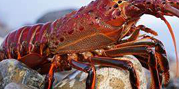 Red Lobster（红龙虾）业绩继续改善，泰万盛决定收回担保资金