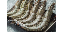 ​欧玛莎（Omarsa） 收购巴拿⻢虾加⼯⼚计划针对中国和美国出口