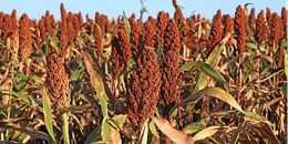 USDA参赞：2022/23年度阿根廷高粱产量预计为360万吨