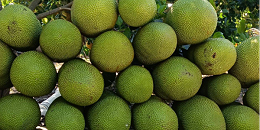 马来西亚菠萝蜜准入中国