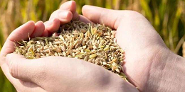 全球粮价逐渐走低