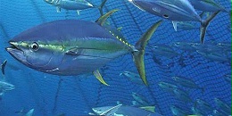 中餐厅250公斤鱼少"身份证",全被扣