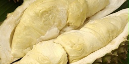 菲律宾、马来西亚公司合作共建榴莲农场