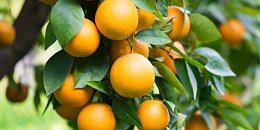 津巴布韦开辟新种植区，柑橘出口瞄准中国市场