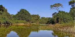 巴拉圭多条河流出现死鱼 原因调查中