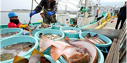 韩国称绝不会进口日本福岛水产品