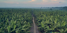 厄尔尼诺现象可能影响菲律宾今年农业生产