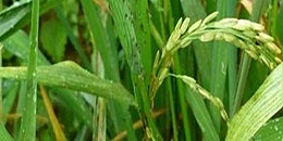 拜耳和印度Crystal合作在印度推出Curbix Pro和Kollar以防治稻飞虱