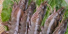 前4个月厄瓜多尔对虾对华出口额占其出口总额的62%