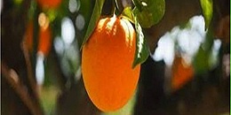橙子产量锐减八成，美国已成柑橘净进口国