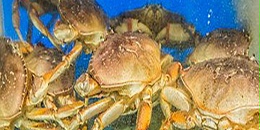 珍宝蟹、金帝王蟹填补美国蟹类需求空缺