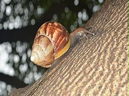 非洲大蜗牛“来袭” 智利农牧局拉响警报