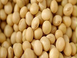 俄犹太自治州向中国出口近8000吨大豆