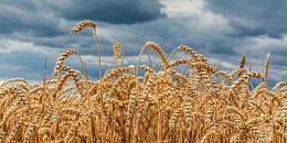 俄农产品出口中心：俄有机会在2023-2024年度增加对东南亚国家的小麦出口