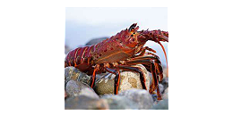 俄罗斯加大对中国和非洲的海鲜出口