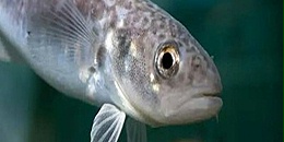 欧洲狭鳕零售价格下调，业内预期原料还有下跌空间