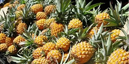 马来西亚菠萝出口额超16亿元，准备发力中国市场