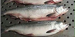 一季度智利对华出口鲑鳟鱼4610万美元 同比增两成