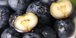 蓝莓巨头Agrovision和Greenvic联合拓展中国市场