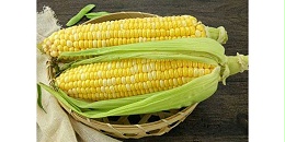 巴西玉米价格好 中国成为大买家