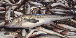 一月份，俄罗斯狭鳕产量增长10%以上