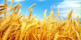 欧洲小麦市场一周聚焦：法国小麦价格下跌，关注黑海供应