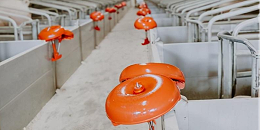 丹麦：生猪存栏及养殖场数均下降