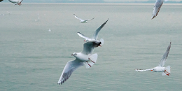 秘鲁禽流感：皮乌拉大区海鸟死亡数量大幅下降