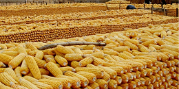 巴西植保产品行业联盟：杀虫剂处理的土地面积预计将增加一倍