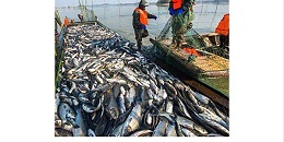 预计今年越南海产品出口额可达90亿美元