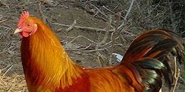 阿根廷恢复对巴西出口活禽、禽肉及蛋制品