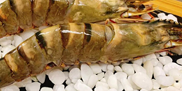 印度黑虎虾首次销往欧洲，小众产品能否站稳脚跟？