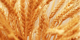 欧洲小麦市场一周聚焦：法国小麦价格从一年多来低点反弹