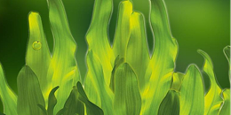 自2019年以来，海藻行业的交易额达3.75亿美元