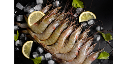 McIntosh：厄虾产量增长强势，2027年或超250万吨